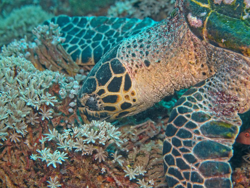 Turtle, Manta Point